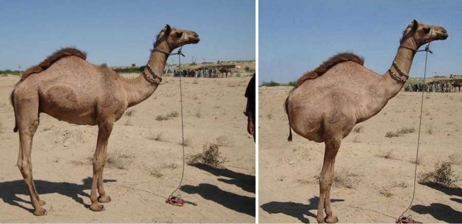 Тот самый верблюд: слева настоящий, справа - фальшивый. Фото Инстаграм-канал Wildviewing; сайт SNOPES.com