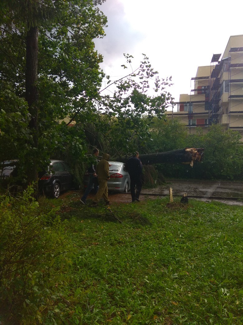 Упало дерево на "Мондео" на стоянке в Зеленогорске. Фото ДТП и ЧП | Санкт-Петербург | vk.com/spb_today., vk.com