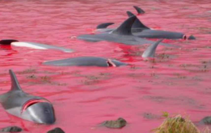 Акватория Фарерских островов стала красной из-за крови убитых дельфинов. Фото Все - скриншот YouTube