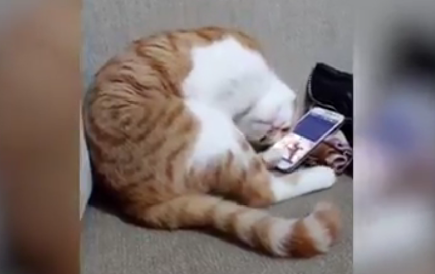 кот увидел на экране телефоне видео, где запечатлен хозяин, которого уже нет в живых. Фото Все - скриншот YouTube