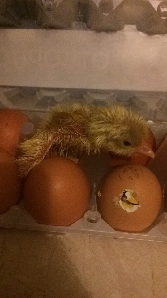 Чудесное рождение птенцов. Фото из личного архива героини