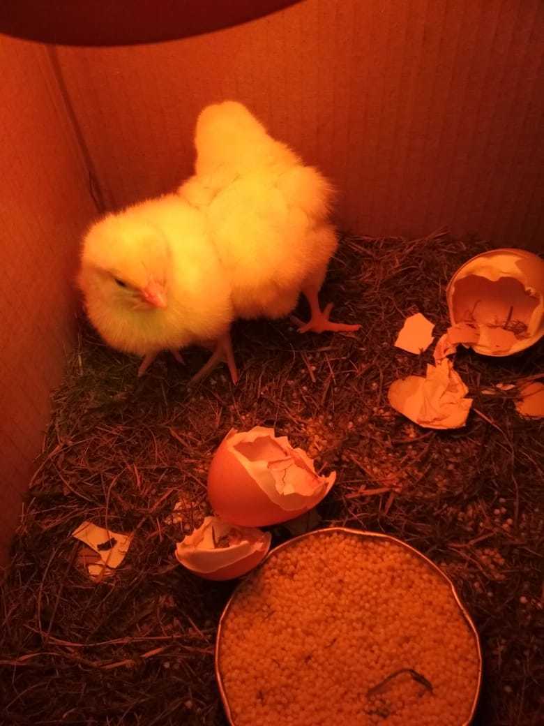 Молодая пара из Москвы вывела цыплят из обычных магазинных яиц. Фото из личного архива героини