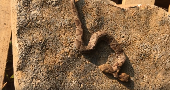 В США обнаружили редкую змею с двумя головами. Фото скриншот www.facebook.com/john.kleopfer