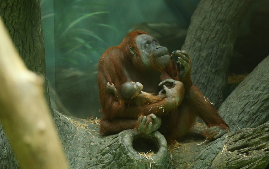 В Московском зоопарке родился детёныш борнейского орангутана Джелай. Фото Василий Кузьмичёнок