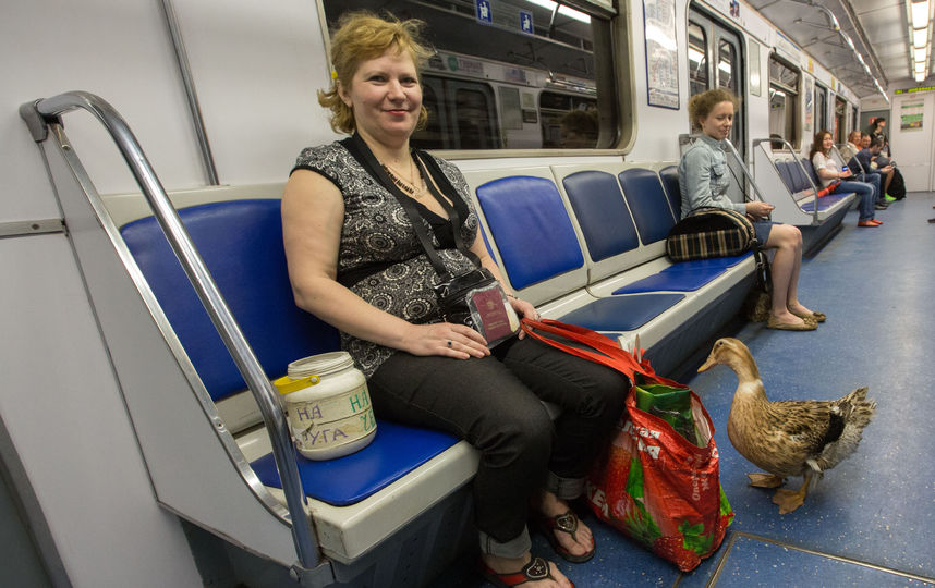 Эта утка вместе со своей хозяйкой ходит в метро – как на работу. Возможно, скоро им придётся покинуть подземку. Фото Интерпресс, Сергей Куликов