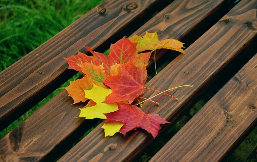 Настала пора искать опавшие листья в парках. Фото https://pixabay.com