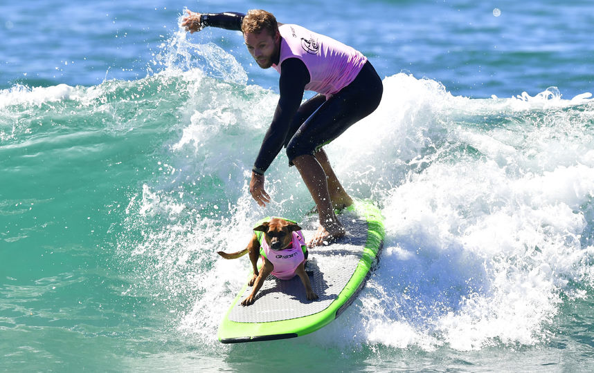 Соревнования по сёрфингу среди собак. Фото AFP