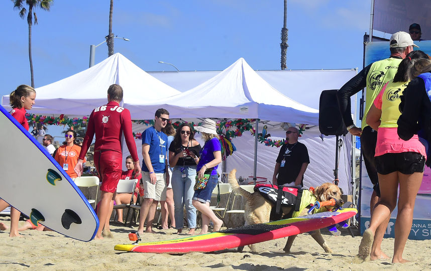 Соревнования по сёрфингу среди собак. Фото AFP