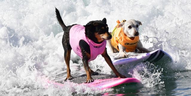 Собаки-сёрферы оседлали волну