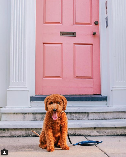 Скриншот instagram @ dogs_a_n_d_doors. 