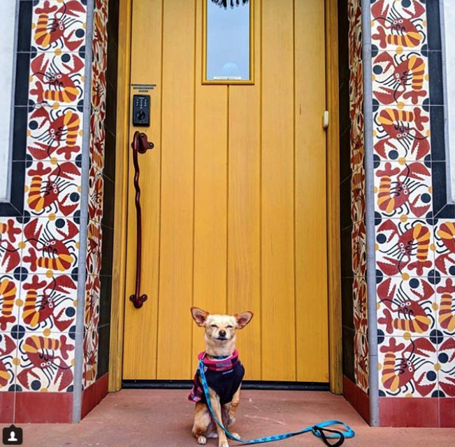 Скриншот instagram @ dogs_a_n_d_doors. 
