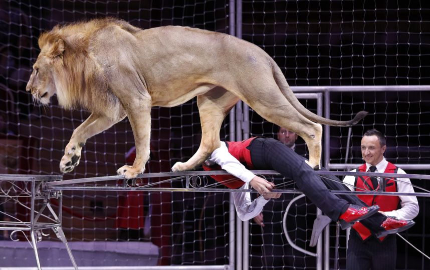 В Петербург приехал выступать один из самых юных дрессировщиков львов в мире – 14-летний Тимур Гончаров. Фото предоставлены Цирком на Фонтанке.