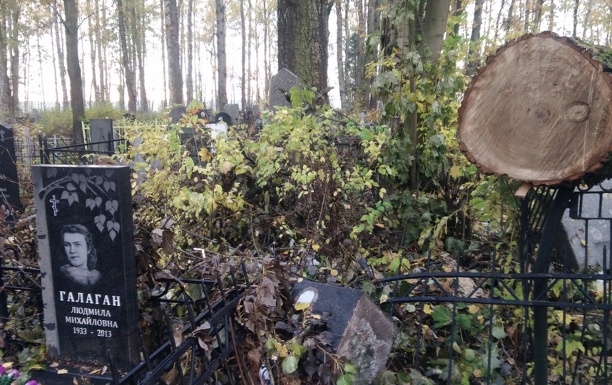 На Серафимовском кладбище в Петербурге распилка деревьев разрушила памятники. Фото Дмитрий Романов, https://vk.com/dmitrysupertramp