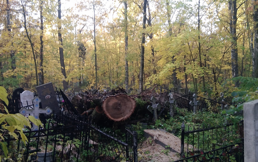 На Серафимовском кладбище в Петербурге распилка деревьев разрушила памятники. Фото Дмитрий Романов, https://vk.com/dmitrysupertramp