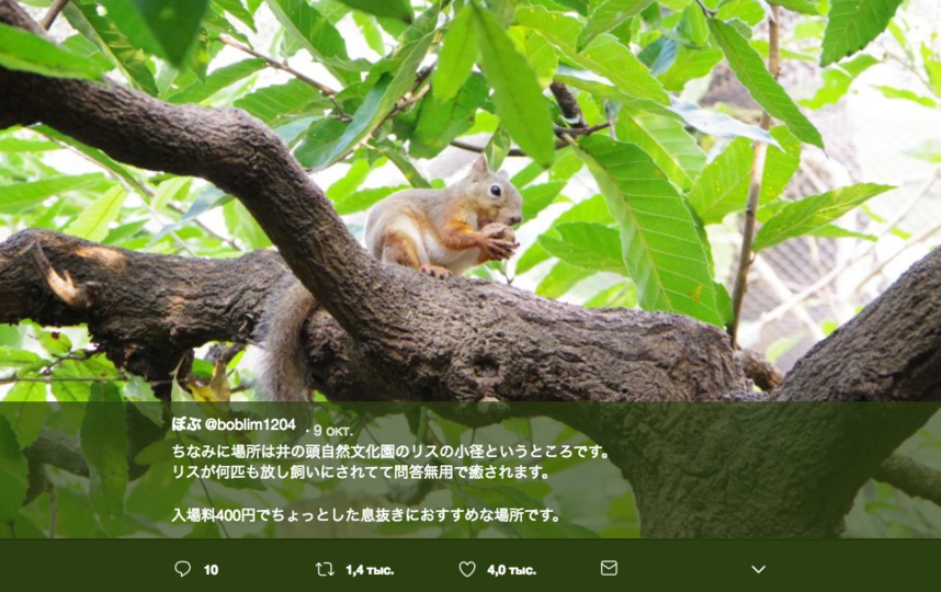 Белка с большой грудью заставила японцев пойти в лес: Фото. Фото Скриншот Twitter: @boblim1204