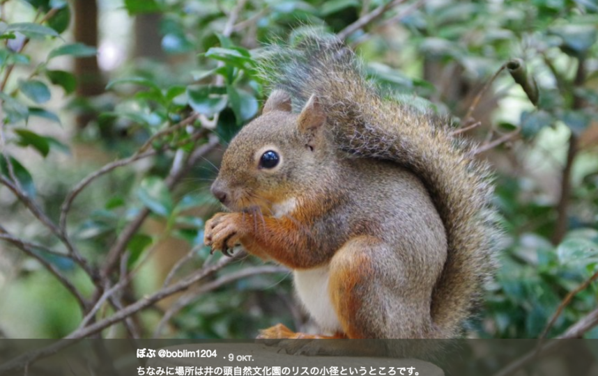 Белка с большой грудью заставила японцев пойти в лес: Фото. Фото Скриншот Twitter: @boblim1204
