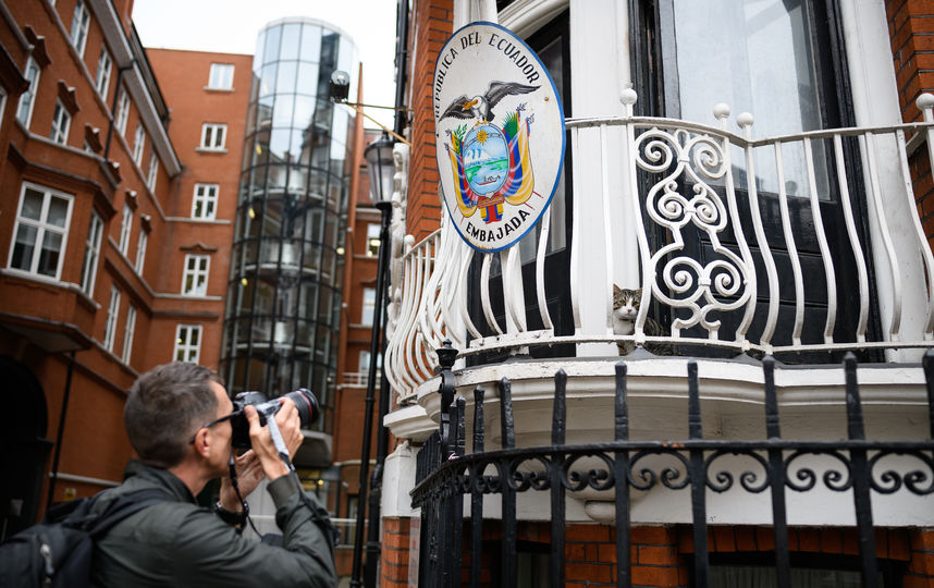 Кот Джулиана Ассанжа в посольстве Эквадора в Лондоне. Фото Getty