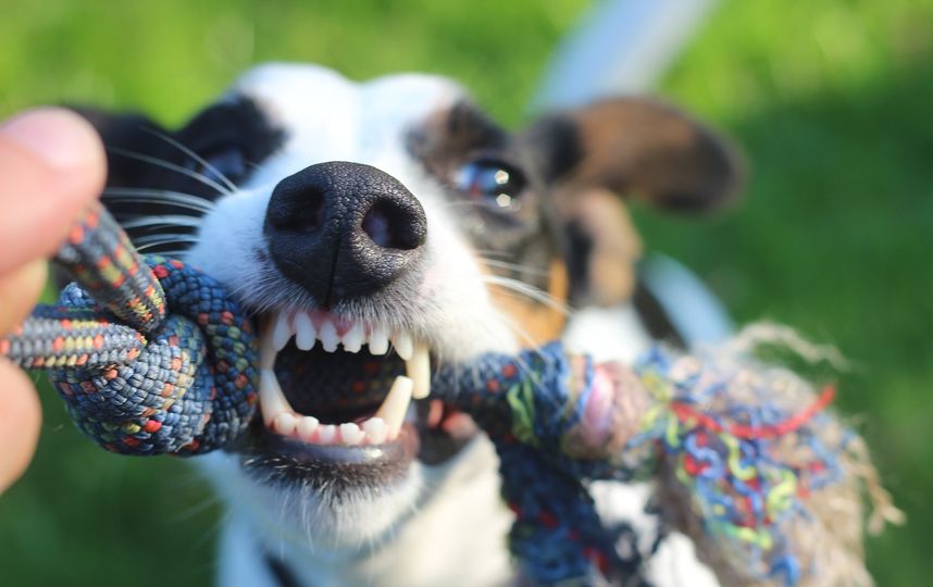 В ходе эксперимента хозяева называли знакомые собакам предметы и показывали их. Фото Pixabay