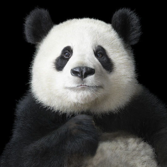 Поющая панда. Фото Предоставлено Центром фотографии им. братьев Люмьер