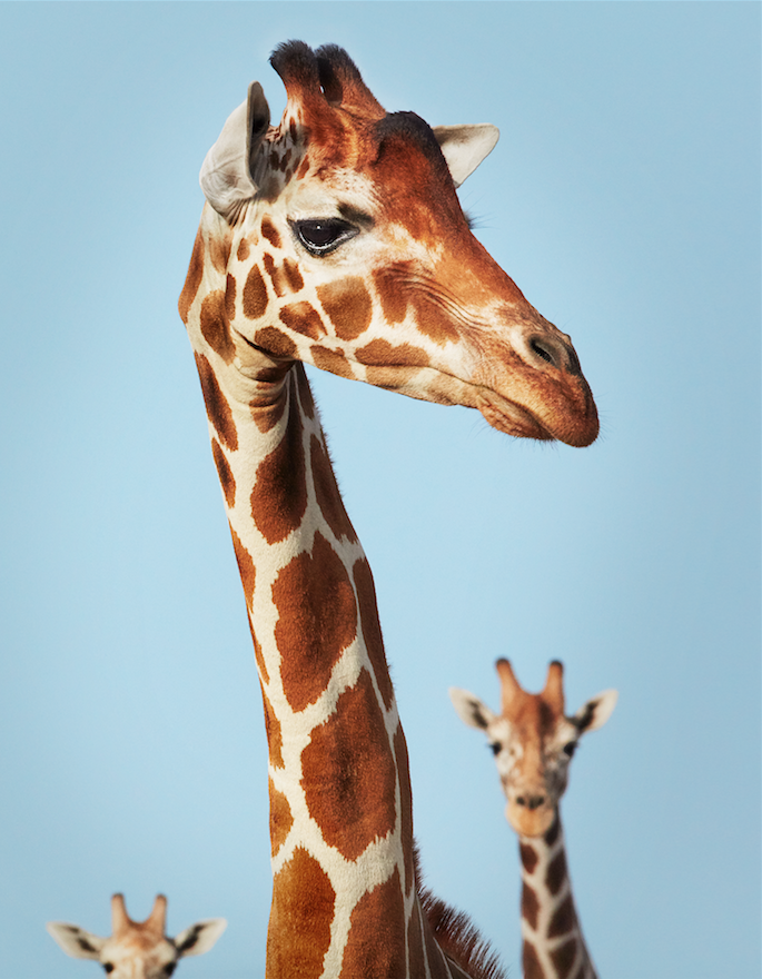 Тройной жираф. Фото Предоставлено Центром фотографии им. братьев Люмьер