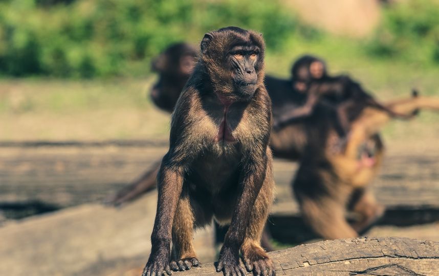 В Индии стая обезьян насмерть закидала мужчину кирпичами. Фото pixabay