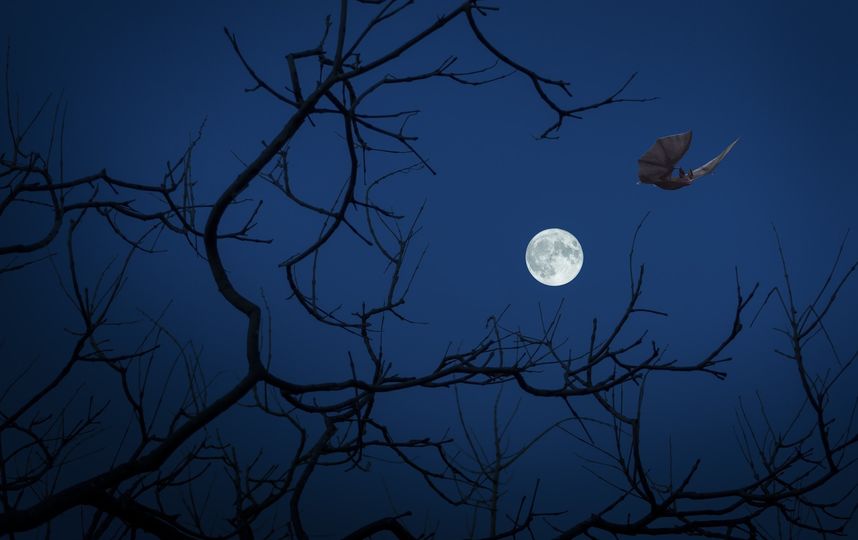Москвичи смогут увидеть "жизнерадостную" Луну. Фото pixabay