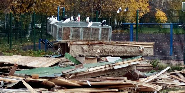 Стало известно, почему уничтожили голубятню вместе с птицами на севере Петербурга