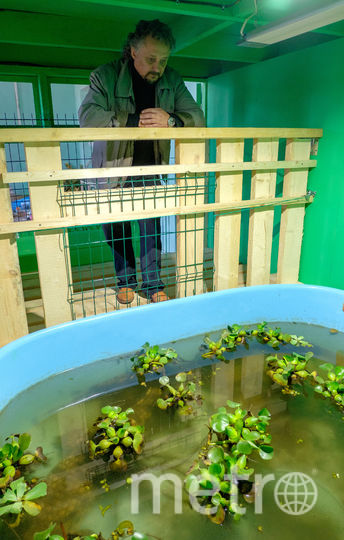 Крокодилы наслаждаются жизнью в новом бассейне. Фото Алена Бобрович, "Metro"