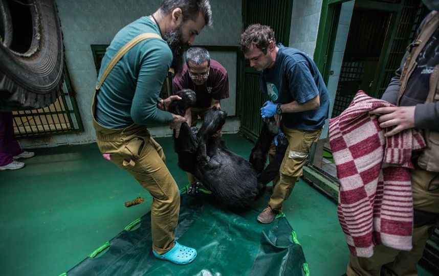 Поднять взрослую гориллу – задача не из лёгких. Фото пресс-служба Московского зоопарка
