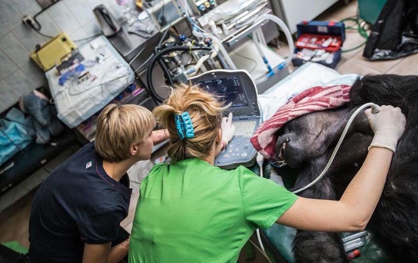 Пабси во время операции. Фото пресс-служба Московского зоопарка