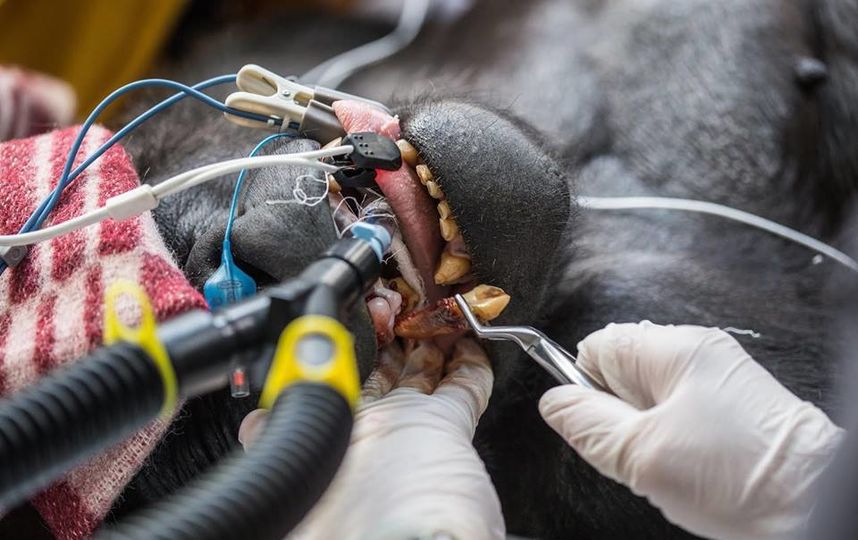 Пабси во время операции. Фото пресс-служба Московского зоопарка