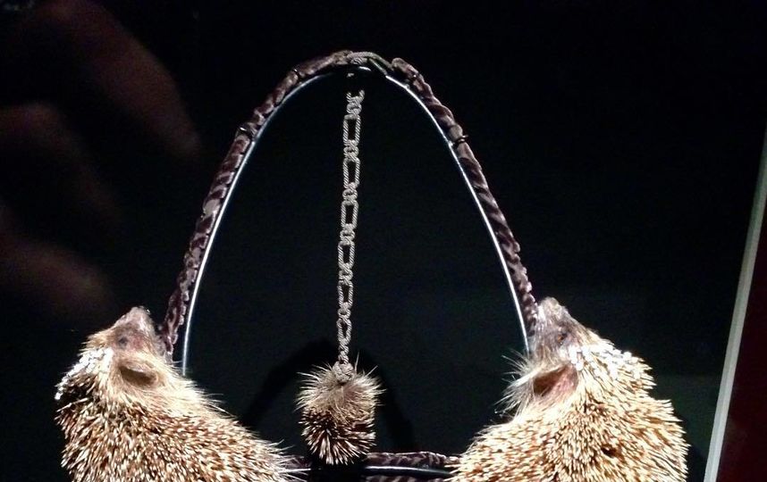 Предмет женского белья создан голландским таксидермистом Клэром Тэдом и называется “Дивы в эпицентре”. Фото Скриншот Instagram: @lalaka_belochka