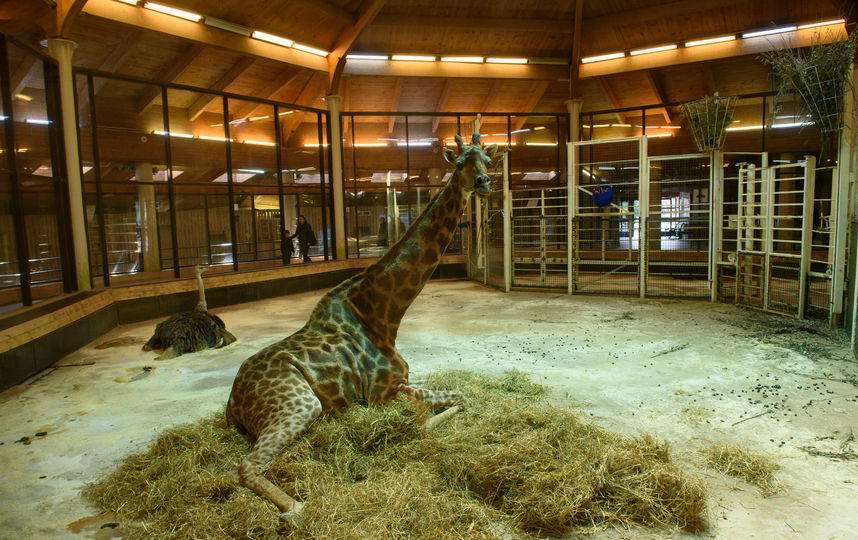 В свою зимнюю резиденцию уже переехал жираф Самсон. Фото Василий Кузьмичёнок