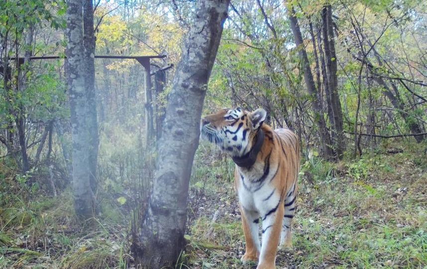 Тигр Боря в объективе фотоловушек. Фото www.facebook.com/tigercentre