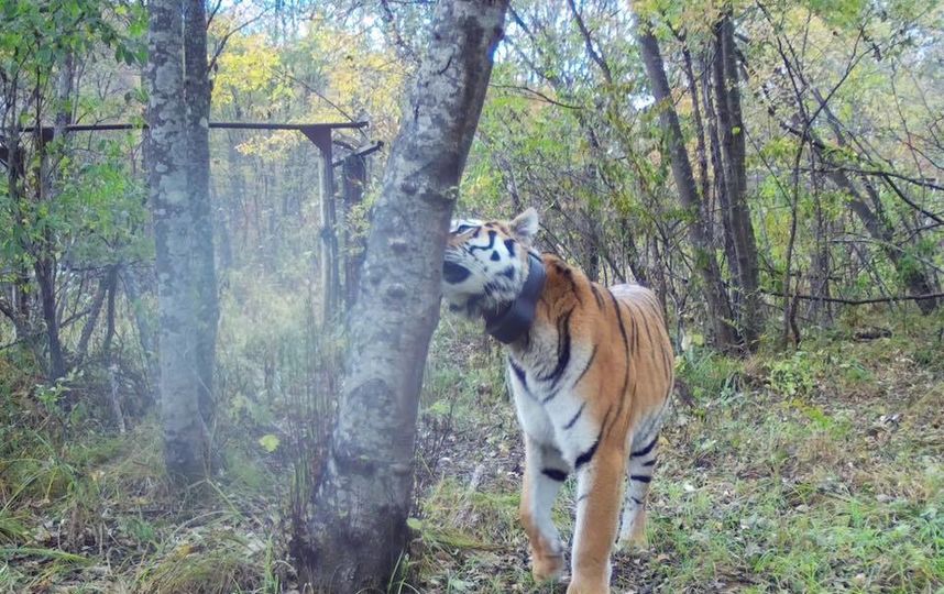 Тигр Боря в объективе фотоловушек. Фото www.facebook.com/tigercentre