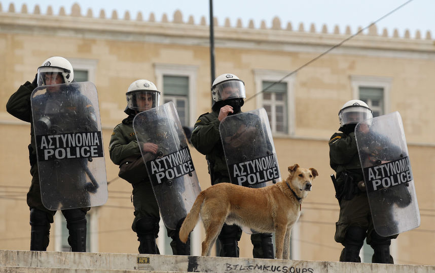 Собака-полицейский. Фото Getty
