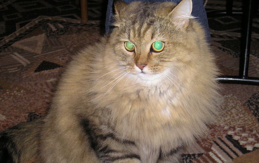 Кот окрас маркиз. Вставная челюсть кота маркиза. Кот маркиз строгино. Порода котов маркиз. Кот маркиз строгино.