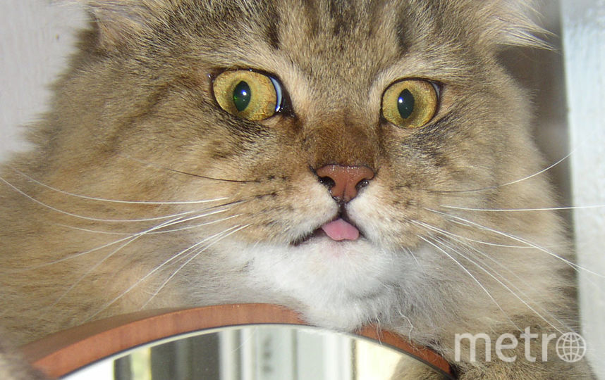 В Перми усыпили заговорившего по-человечески кота, ролик с которым набрал 12 млн просмотров