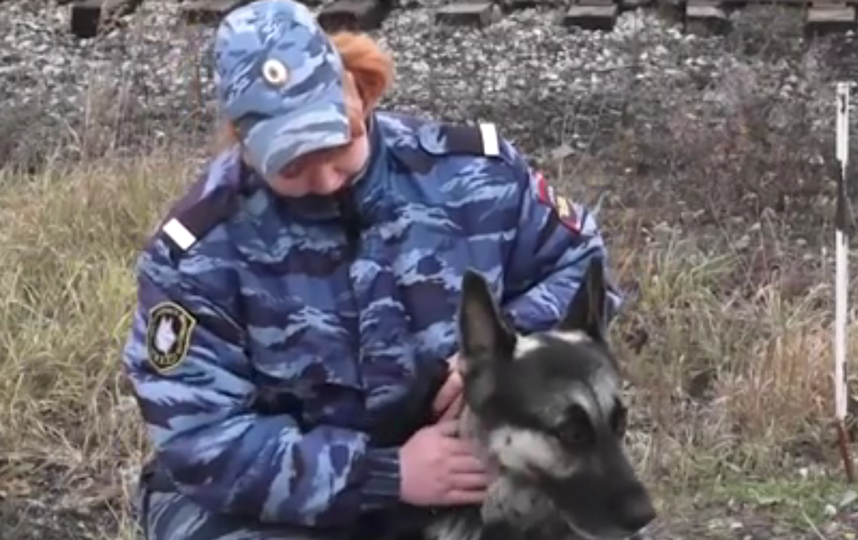 Полицейский пёс Нарзан помог спасти пропавшего мальчика. Фото РЕН