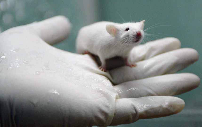 Эксперимент проводился на мышах. Фото Getty
