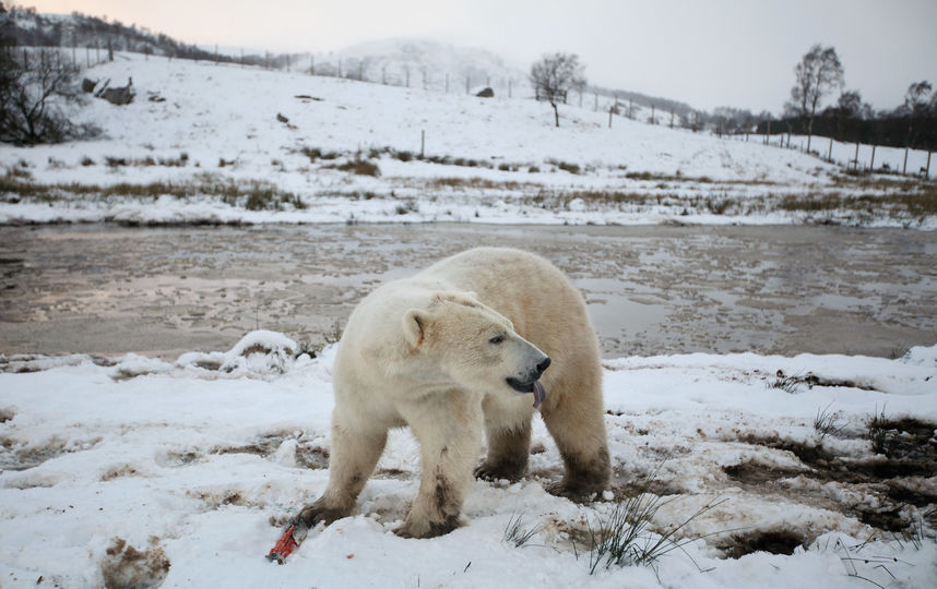 Белые медведи. Фото Getty
