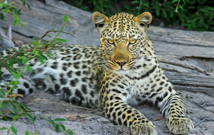 Леопард. Фото Pixabay