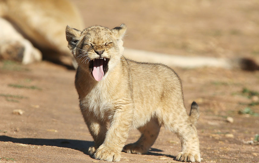 Спасённому львёнку менее двух месяцев. Фото Getty