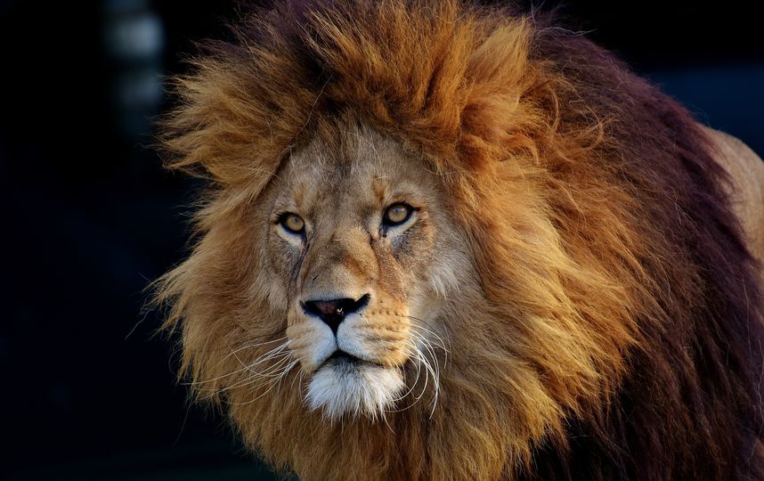 Лев. Фото pixabay