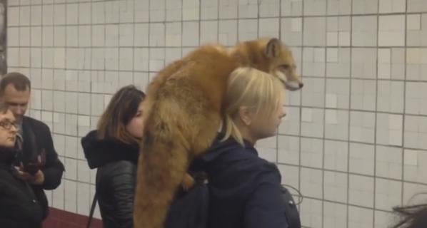 Лиса-краса на плече хозяйки в метрополитене. Лиса-краса на плече хозяйки в метрополитене.