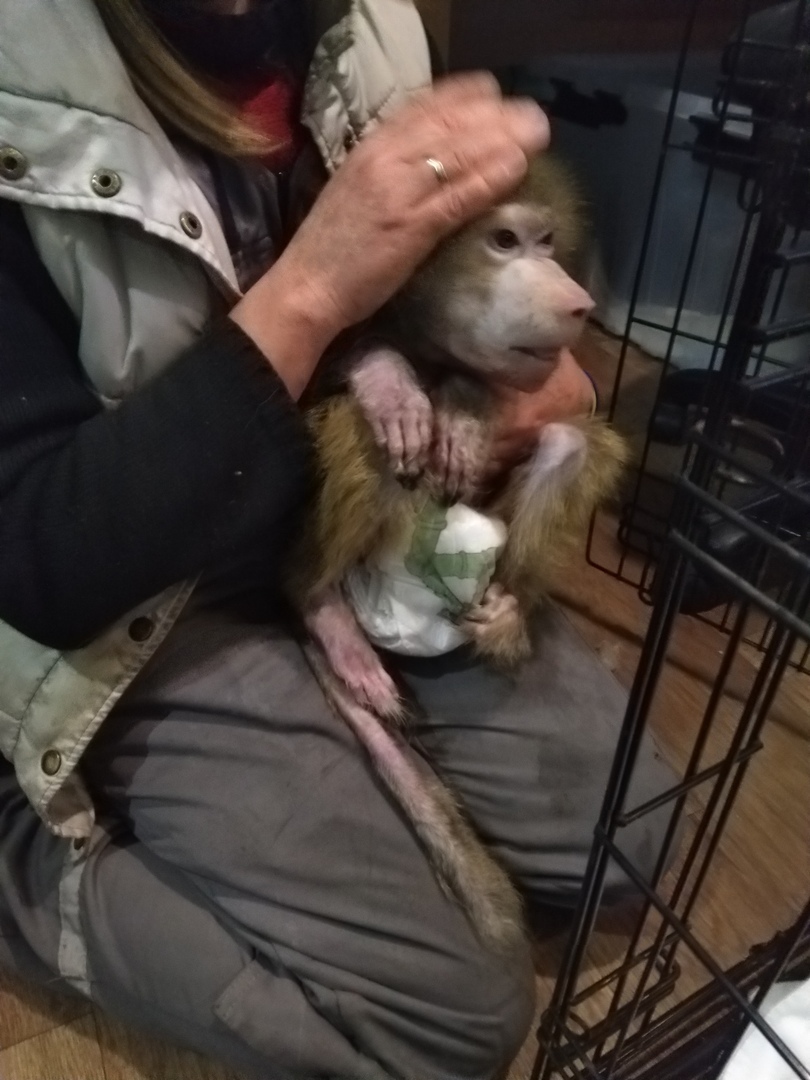 Обезьяна мучает кота. Обезьяны спасли девочку. Обезьяны спасли девочку. Обезьяны спасли девочку. Обезьяны спасли девочку.