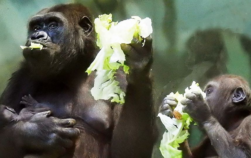 Детёныш равнинной гориллы в Московском зоопарке. Фото Портал мэра и правительства Москвы