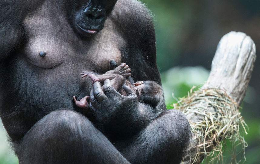 Равнинная горилла. Фото Getty