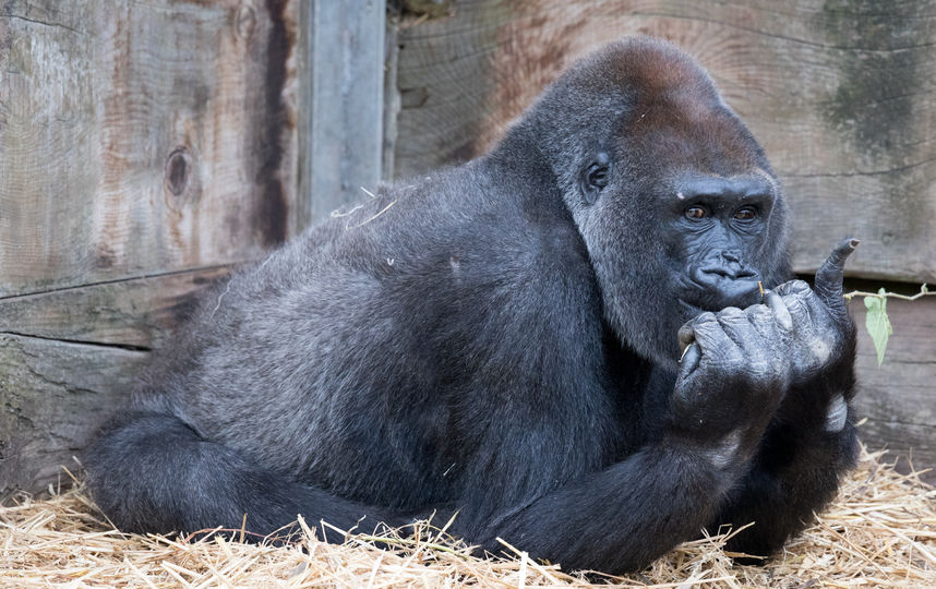 Равнинная горилла. Фото Getty