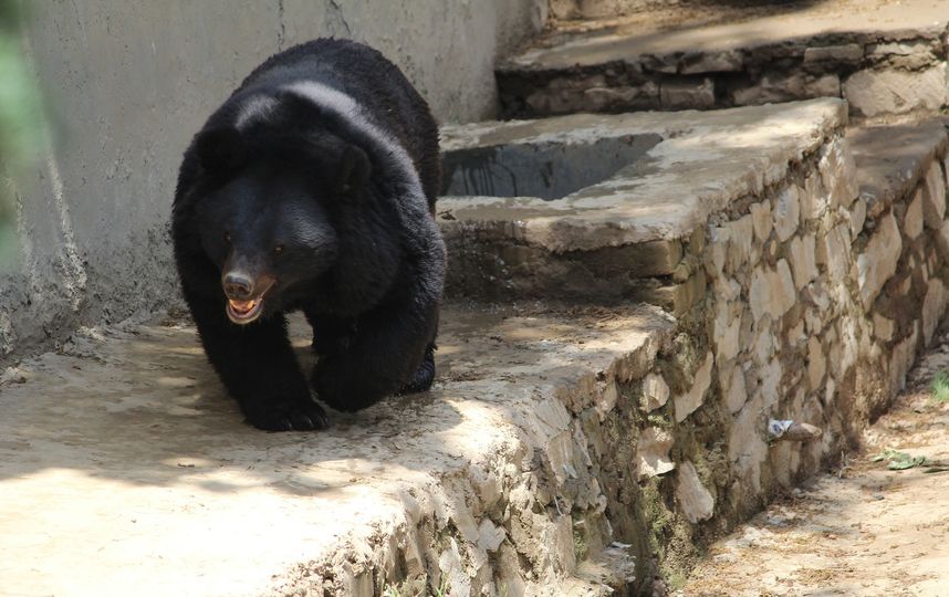 Гималайский медведь. Фото pixabay